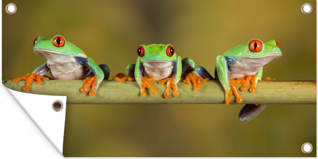 MuchoWow 80x40 cm Outdoor-Poster Gartendeko Sichtschutz Garten Poster für den Garten Frösche - Zweig