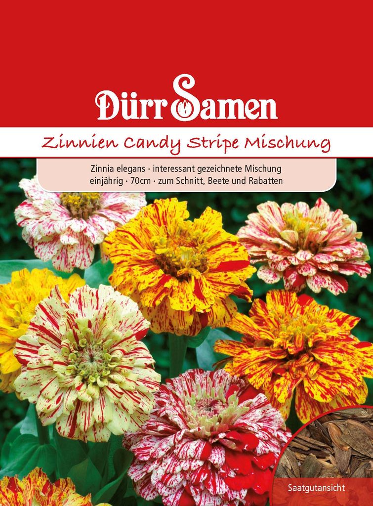 Dürr-Samen - Zinnie Candy Stripe Mix einjährig 70 cm - Produktbild 