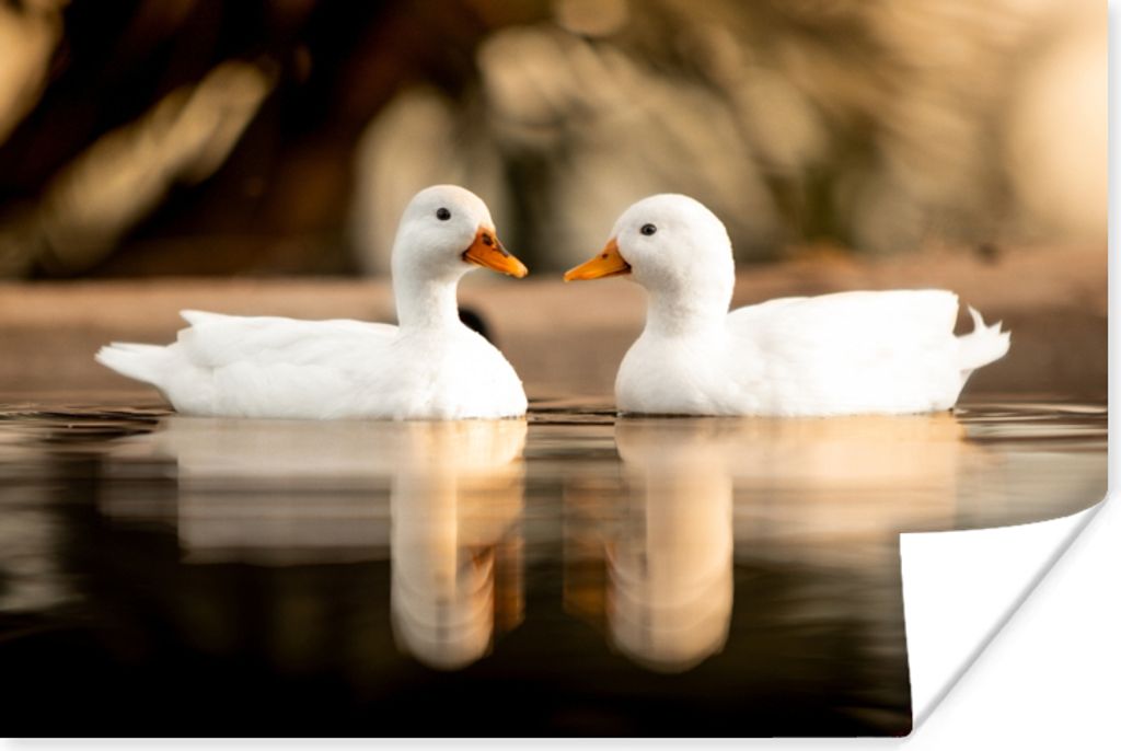 MuchoWow Poster Ente - Weiß - Tiere - Wasser - Vogel - Enten 90x60 cm - Schlafzimmer