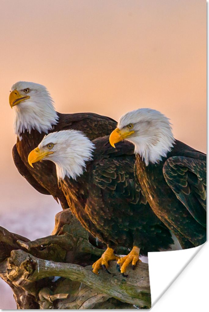 MuchoWow Poster Vögel - Natur - Raubvögel - Adler 20x30 cm - Papierdruck
