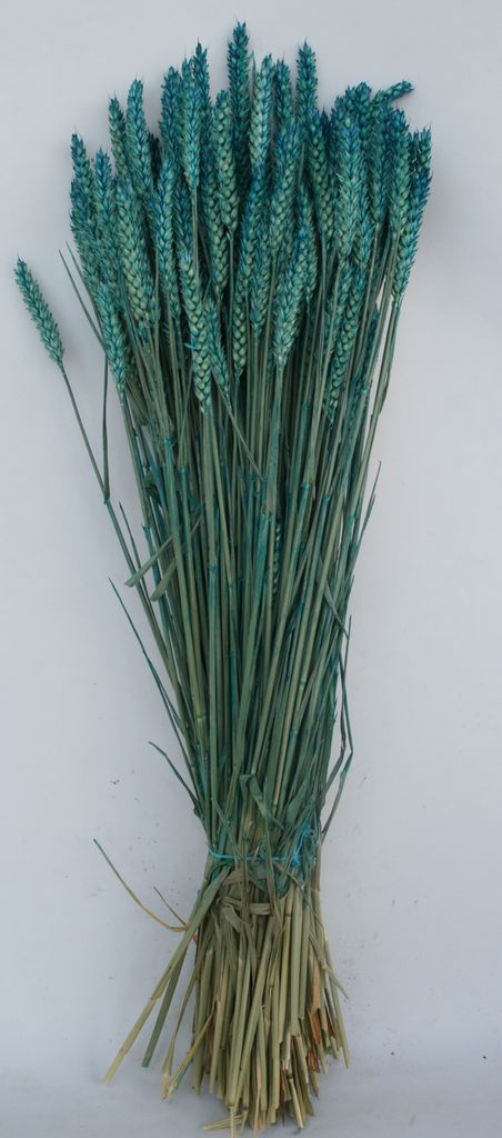 TROCKENBLUMEN WEIZEN SUNSET ca 70 CM BLAU