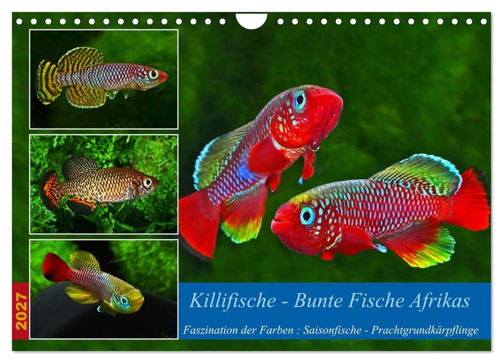 Killifische – Bunte Fische Afrikas (Wandkalender 2027 DIN A4 quer), CALVENDO Monatskalender
