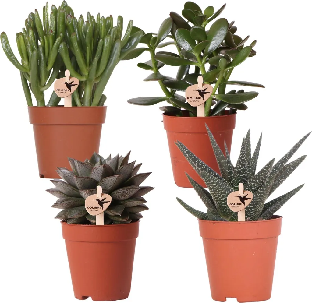 Succulentes d'intérieur sans entretien Ø9cm pack de 4 plantes grasses