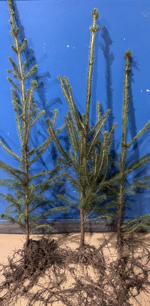 1x Fichte 50-70 cm | Picea abies | Gemeine Fichte | Hecke | Produktbild 