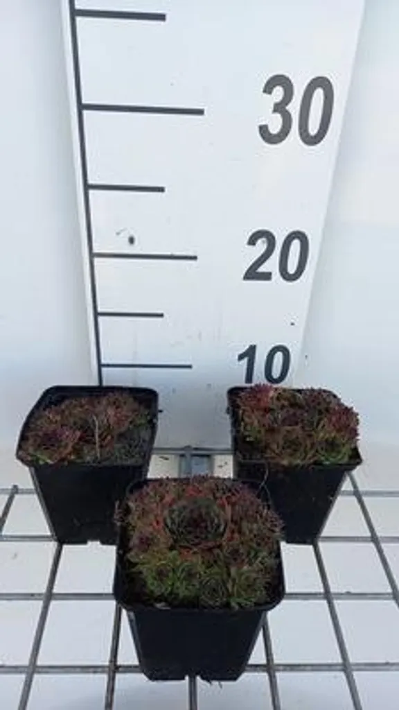 Lot de 6 Sempervivum Noir en pot 9x9 cm - Joubarbe racines maison