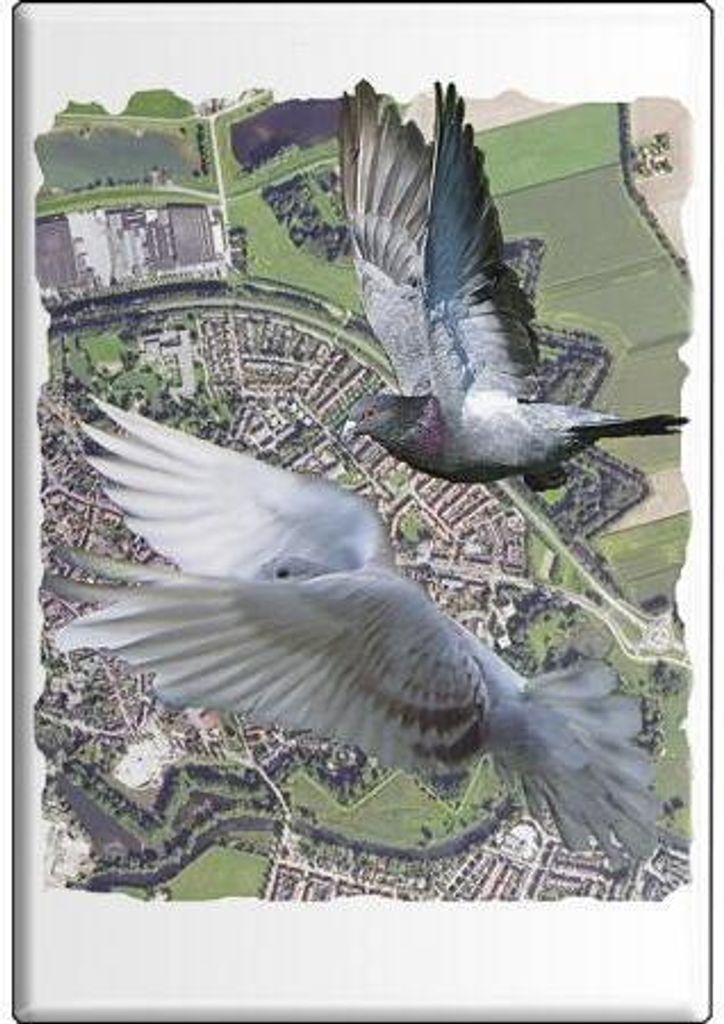 TIERMAGNET - Vogel Tauben - Gr. ca. 8 x 5,5 cm - 38534 - Küchenmagnet