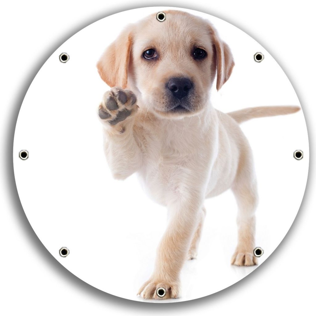 Wallario rundes Outdoor-Poster für Garten oder Balkon, Motiv Süßer Labrador-Welpe sagt Hallo, 30 cm Durchmesser