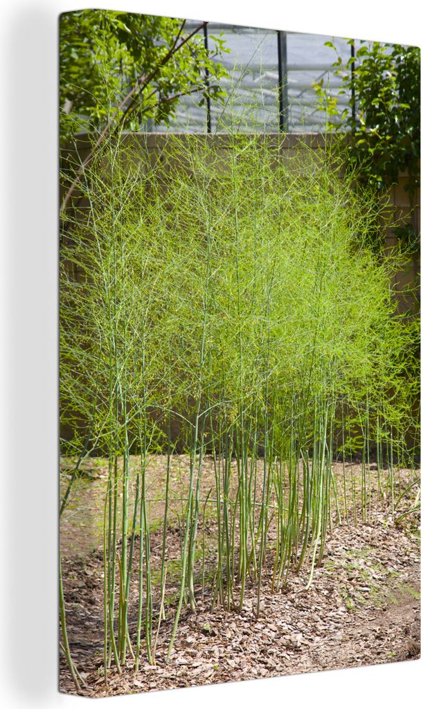 OneMillionCanvasses - Leinwandbilder - 90x140 cm, Eine Serie mit Spargelpflanzen im Garten, Wandbilder Kunstdruck Wanddekoration - Foto auf Leinw...