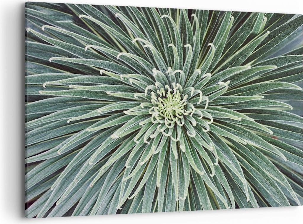 Bild auf Leinwand - Leinwandbild - Einteilig - Agave Grün Pflanze - 120x80cm - Wand Bild - Wanddeko - Wandbilder - Leinwanddruck - Bilder - Wandde...