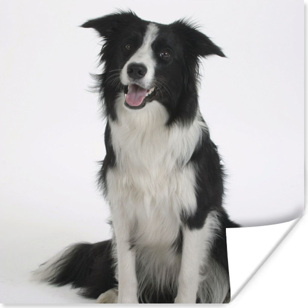 MuchoWow Poster Porträt eines wohlerzogenen Border Collie im Sitzen 50x50 cm - Wohnzimmerdekoration