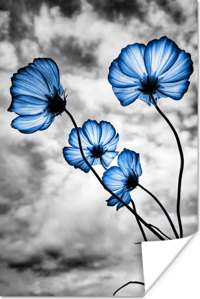 MuchoWow Poster Blumen - Blau - Schwarz - Weiß 120x180 cm - Kunstposter