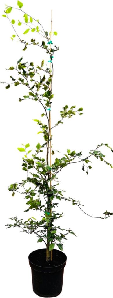 Fagus sylvatica, Rotbuche, 125–150 cm
