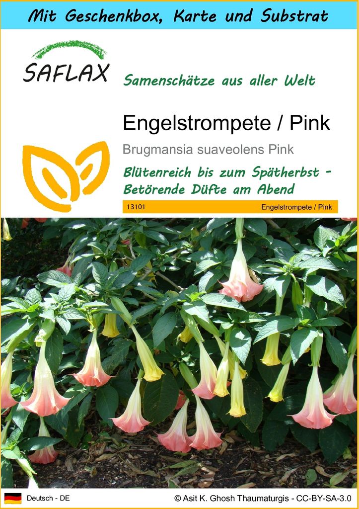 SAFLAX Geschenk Set - Engelstrompete / Pink - Brugmansia Produktbild 