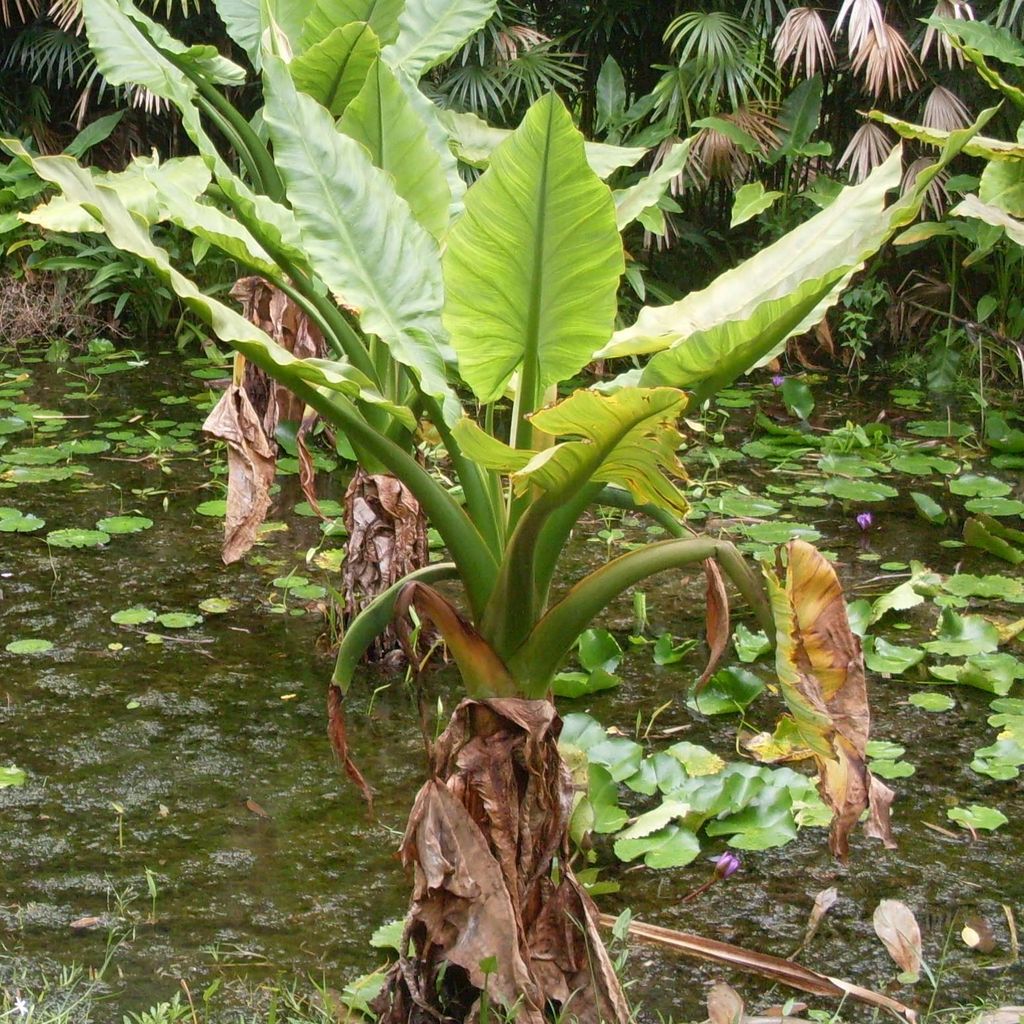 Wasserbanane (Typhonodorum lindleyanum) - 1 gekeimter Samen Produktbild 