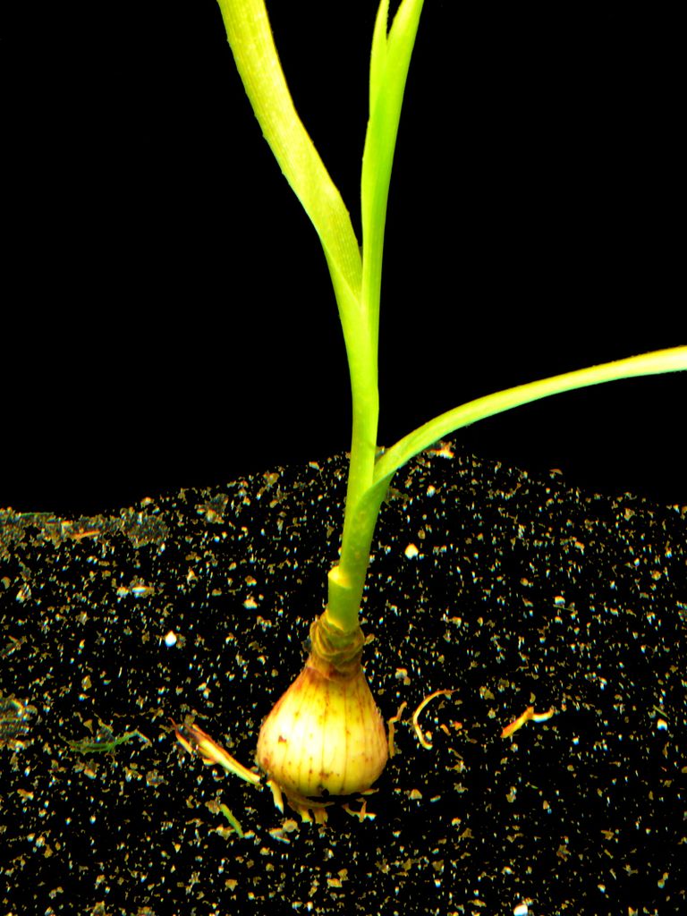 Thailändische Hakenlilie (Crinum Thaianum) / Barsche