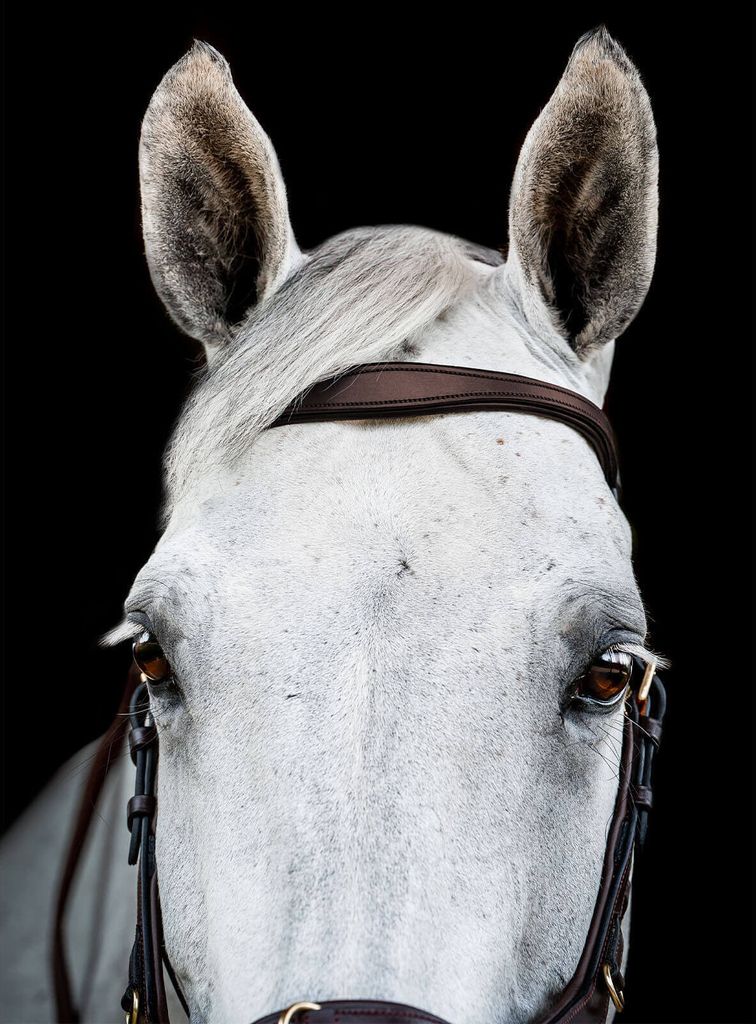 Uzdečka Horseware Micklem II Multi, velikost:Thoroughbred, Obrázek produktu 7