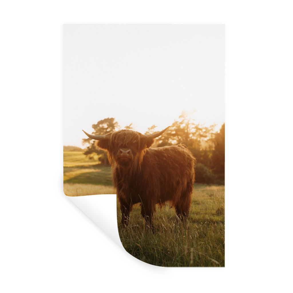 MuchoWow Wandtattoo Wandsticker Wandaufkleber Schottischer Hochländer - Gras - Sonne 80x120 cm Selbstklebend und Repositionierbar - Repositionie...