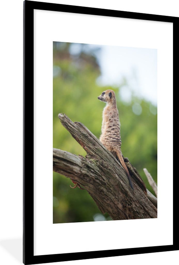 MuchoWow Gerahmtes Poster Erdmännchen - Ast - Baum 60x90 cm - Poster mit Schwarzem Bilderrahmen Wandposter Rahmen Foto Bilder - Dekoration - Wan...