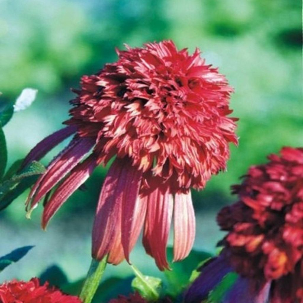 Echinacea Echinacea Hot Papaya 1 pz. piantine di echinacea Immagine del prodotto 