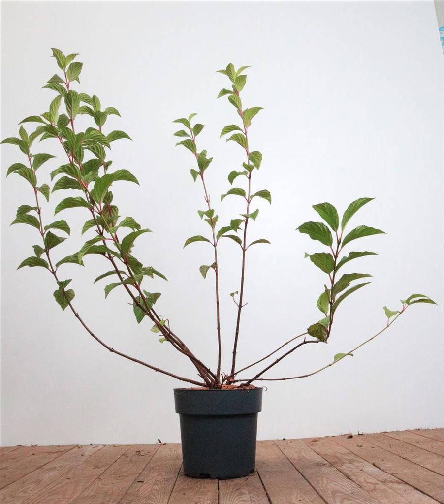 Viburnum bodnantense 'Dawn', Duft-Schneeball, rosa Blüten, 60–80 cm