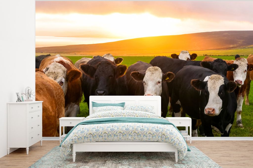 MuchoWow Fototapete für Wohnzimmer oder Schlafzimmer Wandtapete Vinyl Motivtapete Kühe - Hügel - Sonnenuntergang - Gras - Grün - 350x260 cm -...