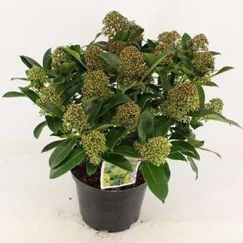 Skimmia jap. 'Fragrant Cloud' - Japanische Skimmie 40- + cm - Container