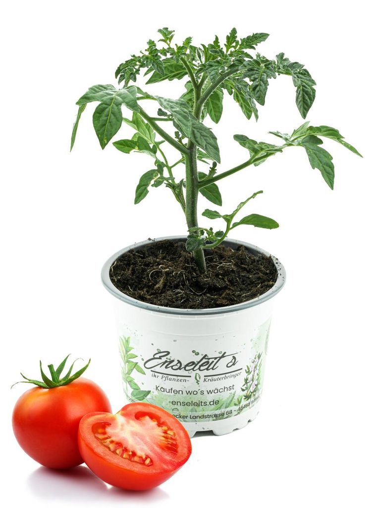 Enseleits 10 Tomatenpflanzen Stabtomate - frische Tomatenpflanze - frisches Gemüse