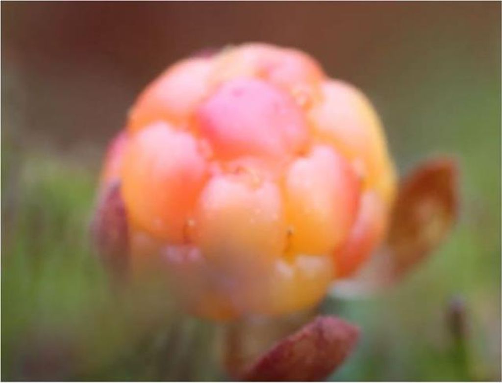 10x Rubus chamaemorus Moltebeere Garten Pflanzen - Samen Produktbild 7