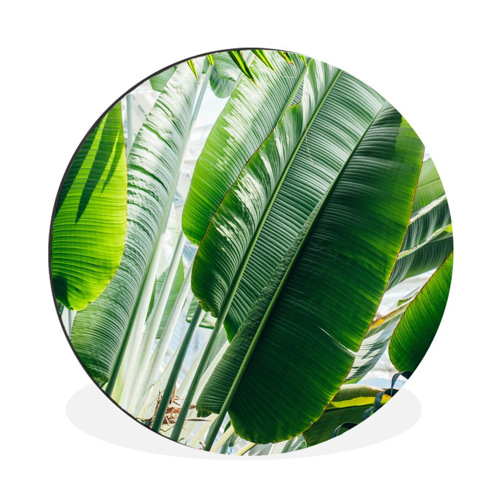 MuchoWow Aluminium Wandkreis Sonnenstrahlen leuchten auf Palmenblättern in einem botanischen Garten Ø 30 cm Wanddeko Modern Wohnzimmer - Wand B...