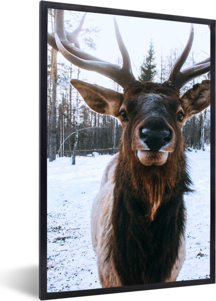 MuchoWow MuchoWow Gerahmtes Poster Hirsche - Geweihe - Schnee 40x60 cm - Poster mit zchwarzem Bilderrahmen - Papierdruck - Wandbilder