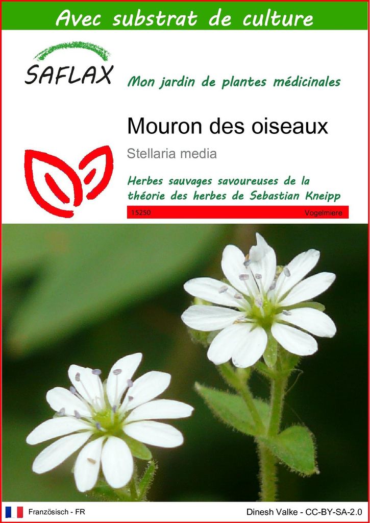 SAFLAX  - Mouron des oiseaux - 1000 graines - Avec substrat Image du produit 
