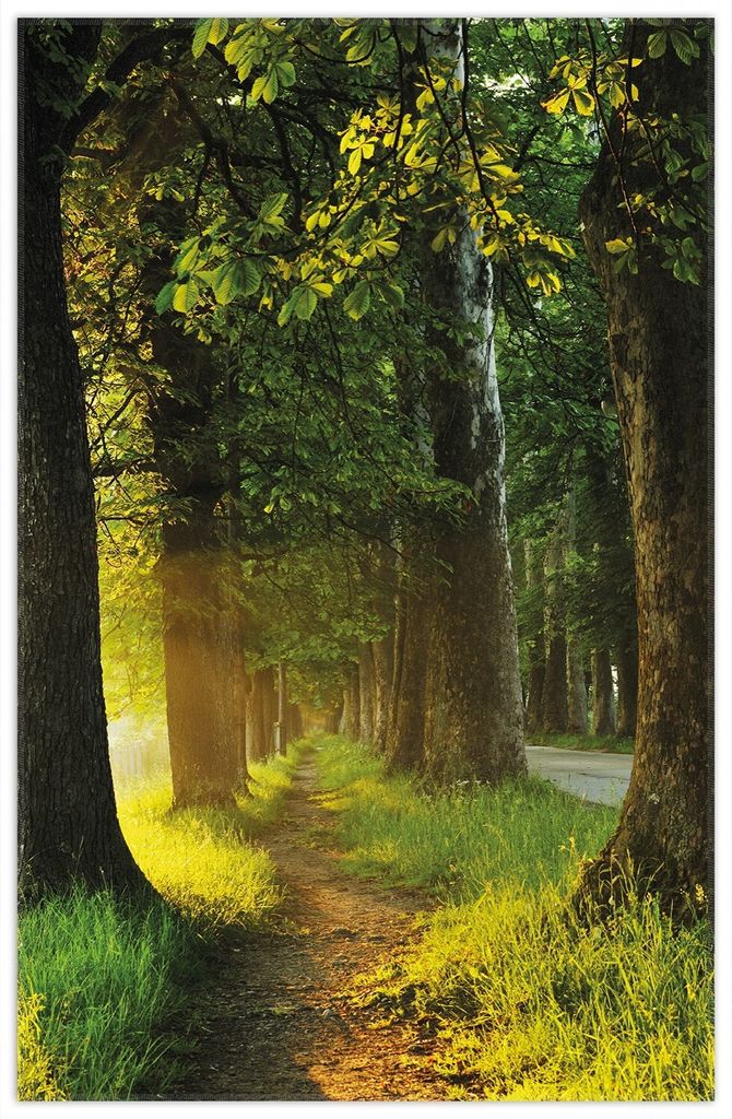 Wallario Premium Teppich, Größe 90 x 140 cm, Allee bei Sonnenuntergang