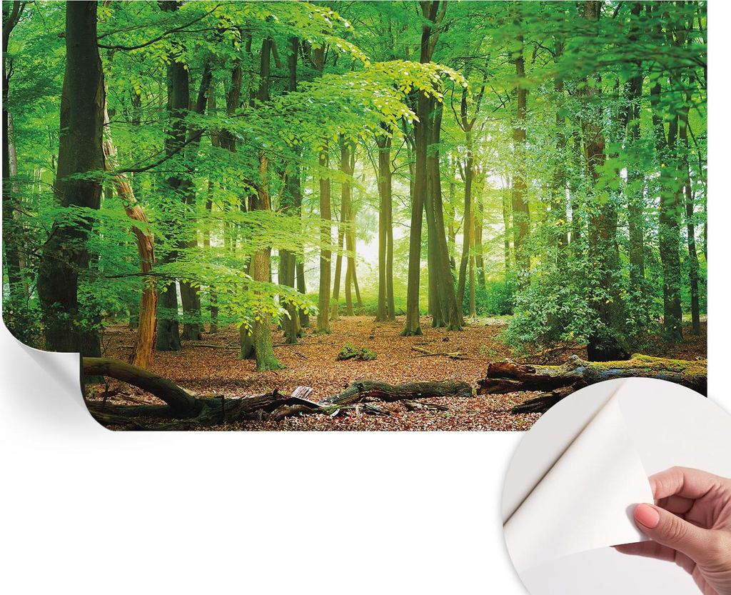 Selbstklebende Wandtapete - Dekorative Tapete für Wohnzimmer - Klebefolie für Wandbilder - Tapetenfolie für Wanddekoration - 416x254 - Grüner Wald