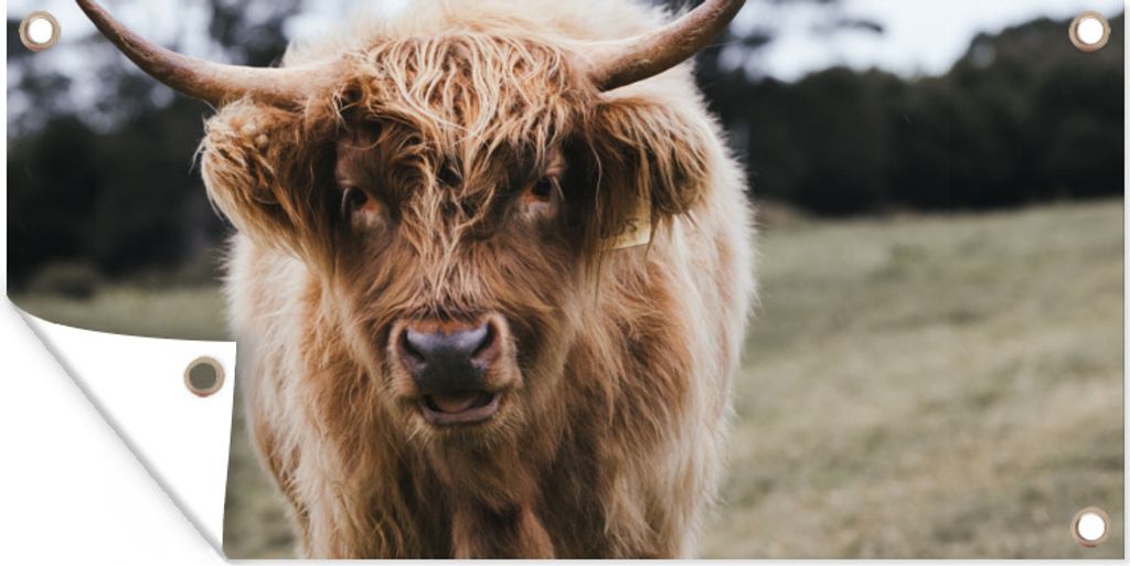 MuchoWow 160x80 cm Outdoor-Poster Gartendeko Sichtschutz Garten Poster für den Garten Scottish Highlander - Nutztiere - Gras