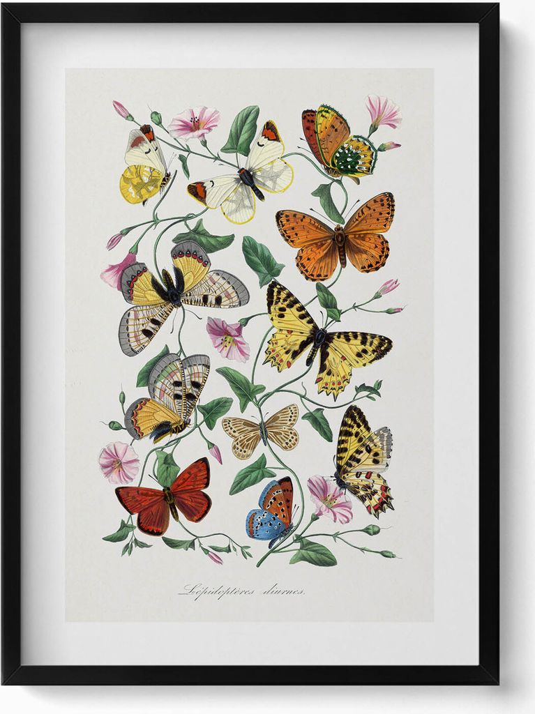 Altes Schmetterlingsposter– Wandbild mit Rahmen – Gerahmtes Bild – Wanddekoration – 50x70 cm – Schwarz Rahmen