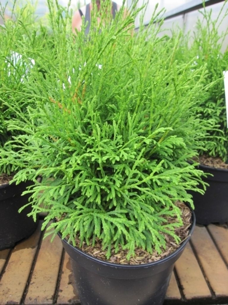 Lebensbaum Strasko WB - Thuja occidentalis Strasko WB
