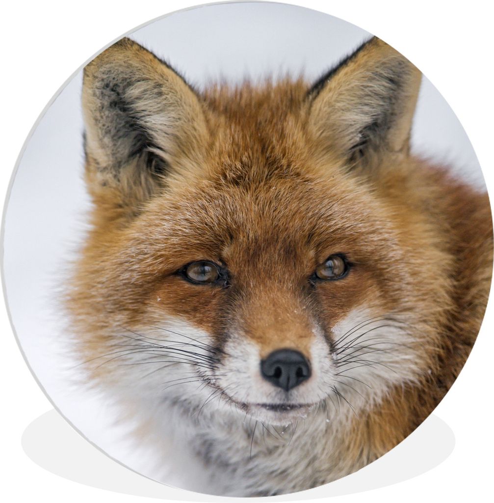 MuchoWow Rundes Wandbild - Runde Bilder Fuchs - Porträt - Schnee Ø 60 cm Kreis Wanddekoration Kunststoff - Wandkreis - Wandschmuck - Wand Kreis...