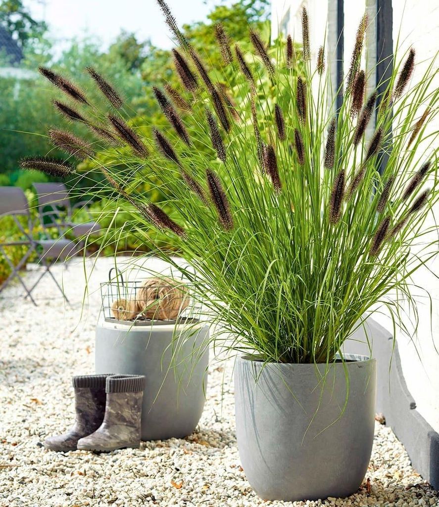 BALDUR Garten 6x Schwarzes Lampenputzergras, Pflanzen im 9x9 cm-Topf, Ziergras, winterharte Staude, trockenresistent, mehrjährig, blühend, Pennis...