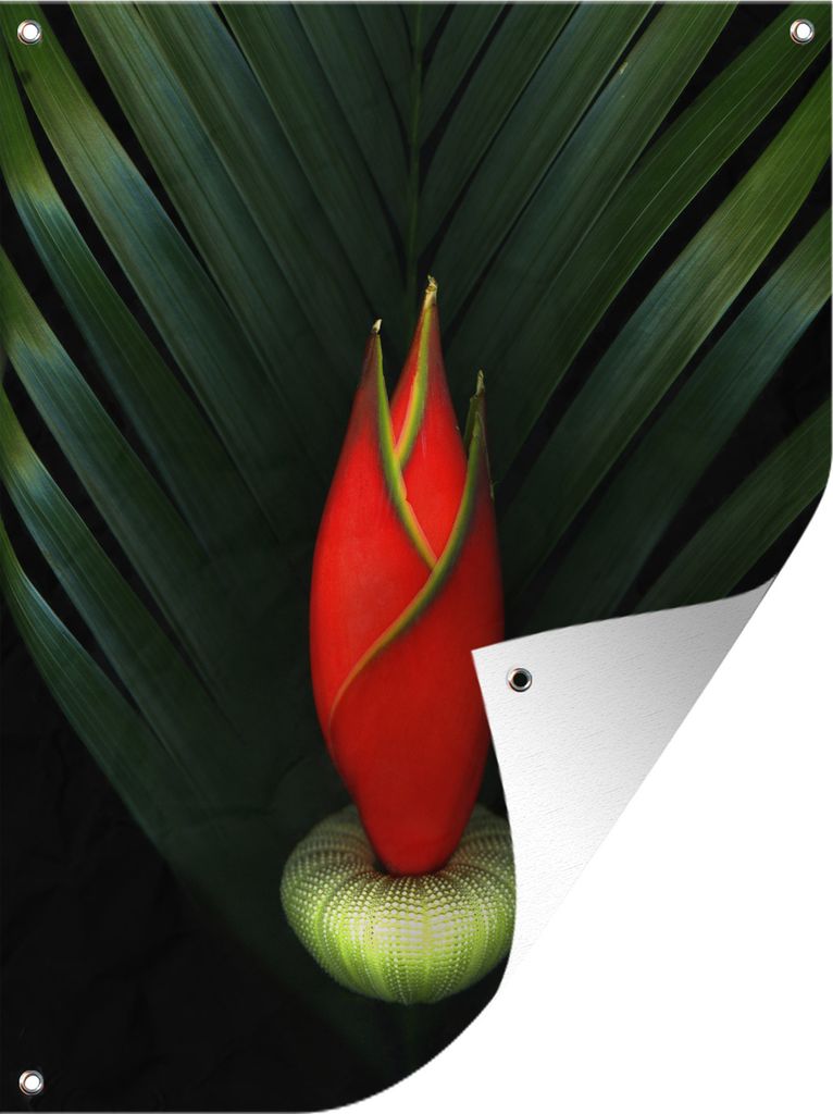 MuchoWow 60x80 cm Outdoor-Poster Gartendeko Sichtschutz Garten Poster für den Garten Paradiesvogelblume auf schwarzem Hintergrund