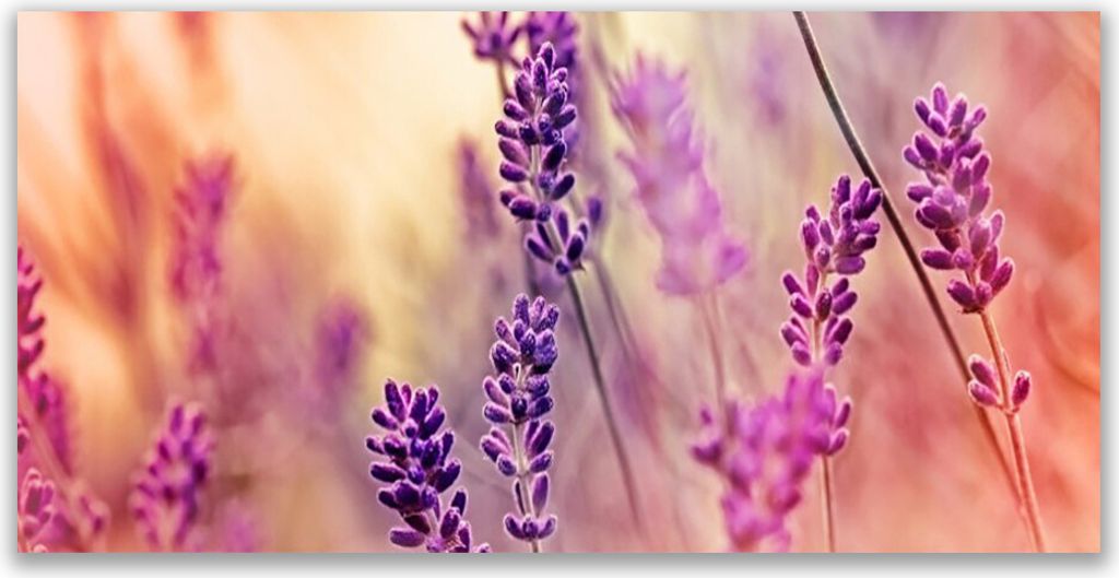 Glasbilder 140x70 Wandbild Druck auf Glas Blumen Pflanzen