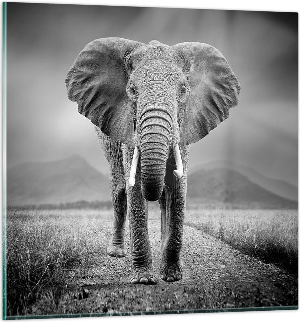 Bilder auf glas - Einteilig - Elefant Wildnis Natur - 30x30cm - Glasbilder - Wandbilder - Bilder - zum Aufhängen bereit - Wanddekoration aus Glas ...
