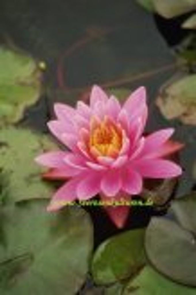 1 SEEROSE der Sorte Pink Pearl, pinkfarbene Blüte
