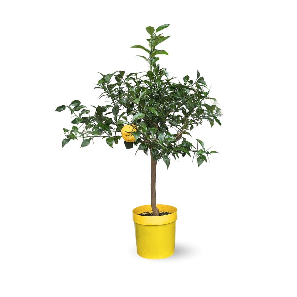 Citronnier yuzu - agrume méditerranéen - arbre fruitier - ↕ Image du produit 