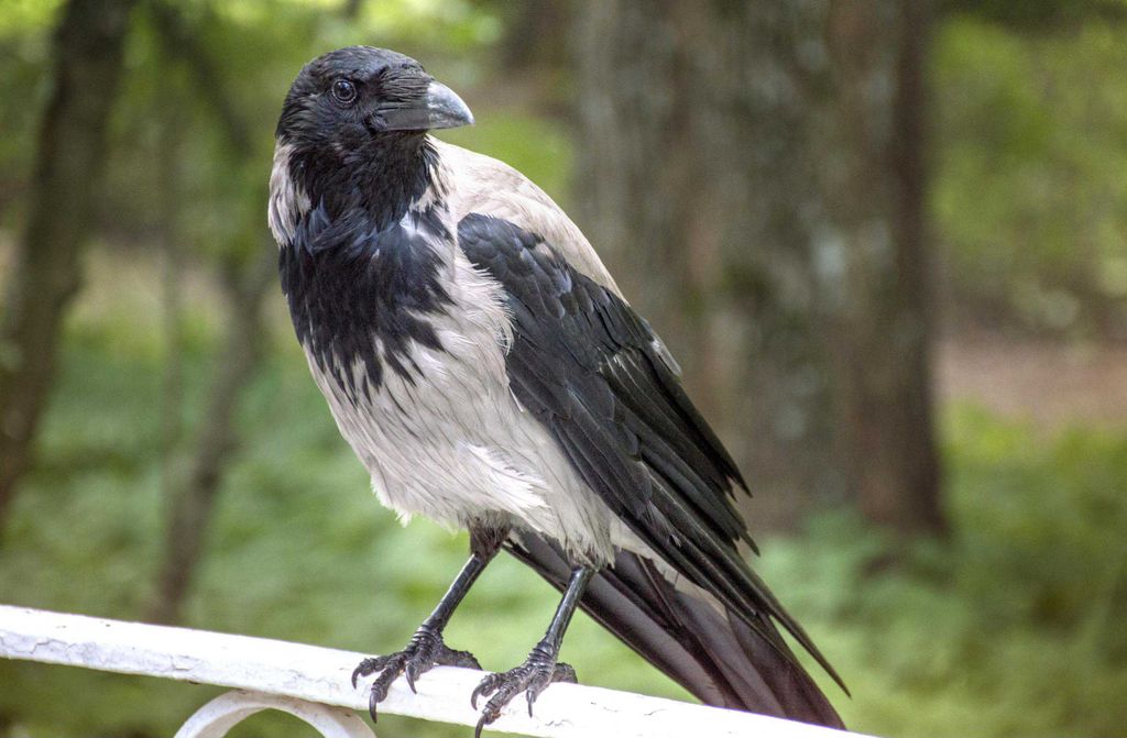 hansepuzzle 11820 - Vogel auf Geländer Puzzle, 500 Teile, Tierwelt, 46,0 x 30,0cm mit hochwertiger Aufbewahrung, Kartonbox & Beutel