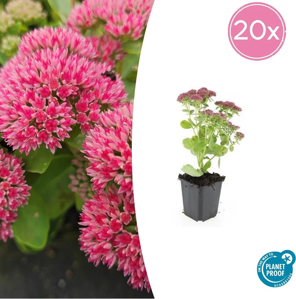 Sedum telephium Herbstfreude plante vivace de jardin lot de 20 pots
