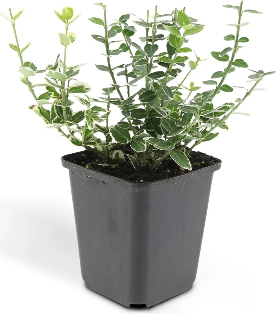 Euonymus Emerald Gaiety robuste et facile - 24 Arbustes rustiques