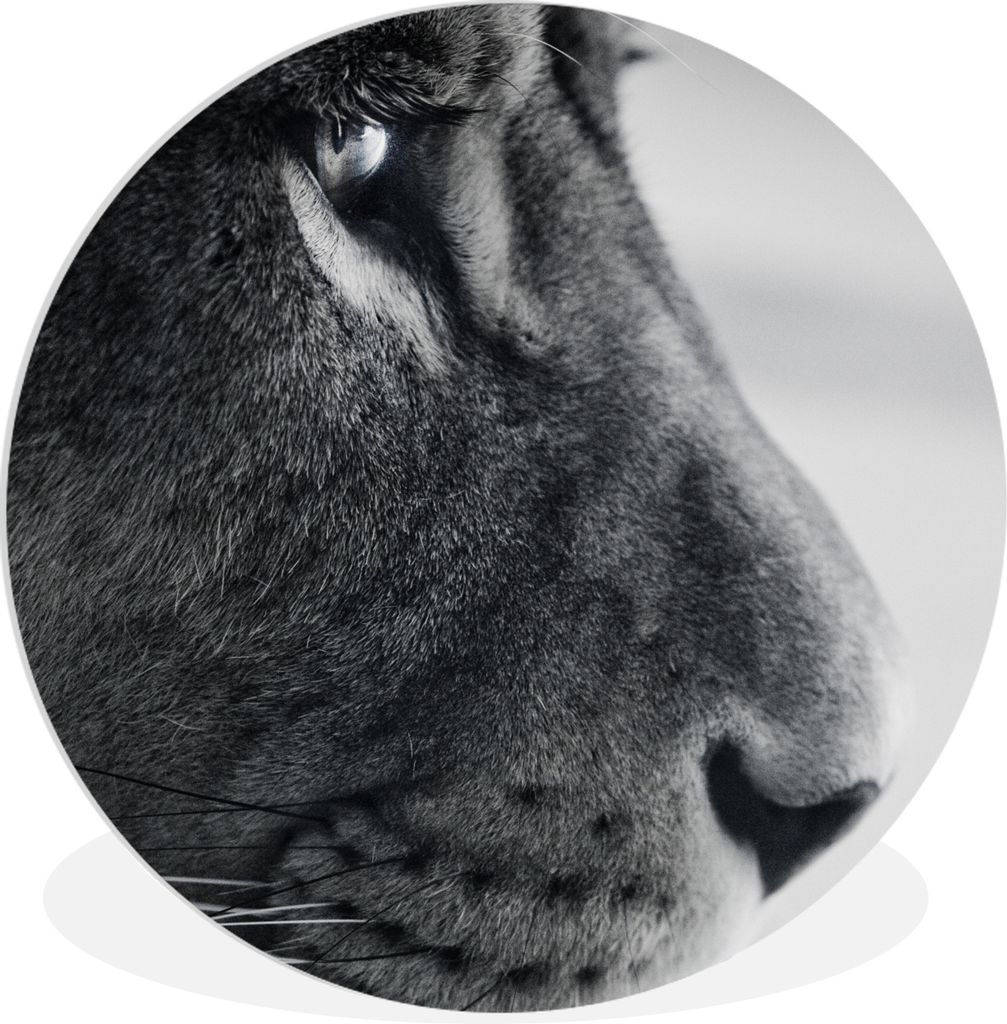 MuchoWow Rundes Wandbild - Runde Bilder Tierprofil Löwe in schwarz und weiß Ø 60 cm Kreis Wanddekoration Kunststoff - Wandkreis - Wandschmuck ...