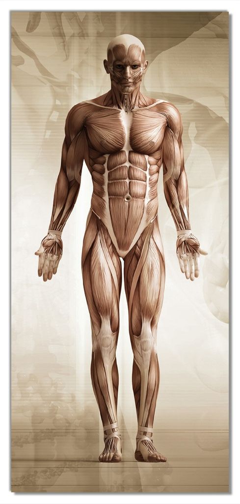 Wallario selbstklebende Türtapete 93 x 205 cm mit Schutzlaminat - Anatomie Mensch II