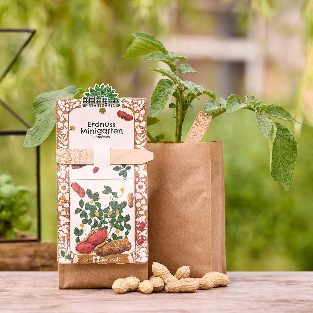 Anzuchtset – Minigarten Erdnuss – Komplettset mit Saatgut, Anzuchterde, Pflanzstäbchen & Pflanzgefäß – Erdnüsse selbst anbauen auf Fenste...