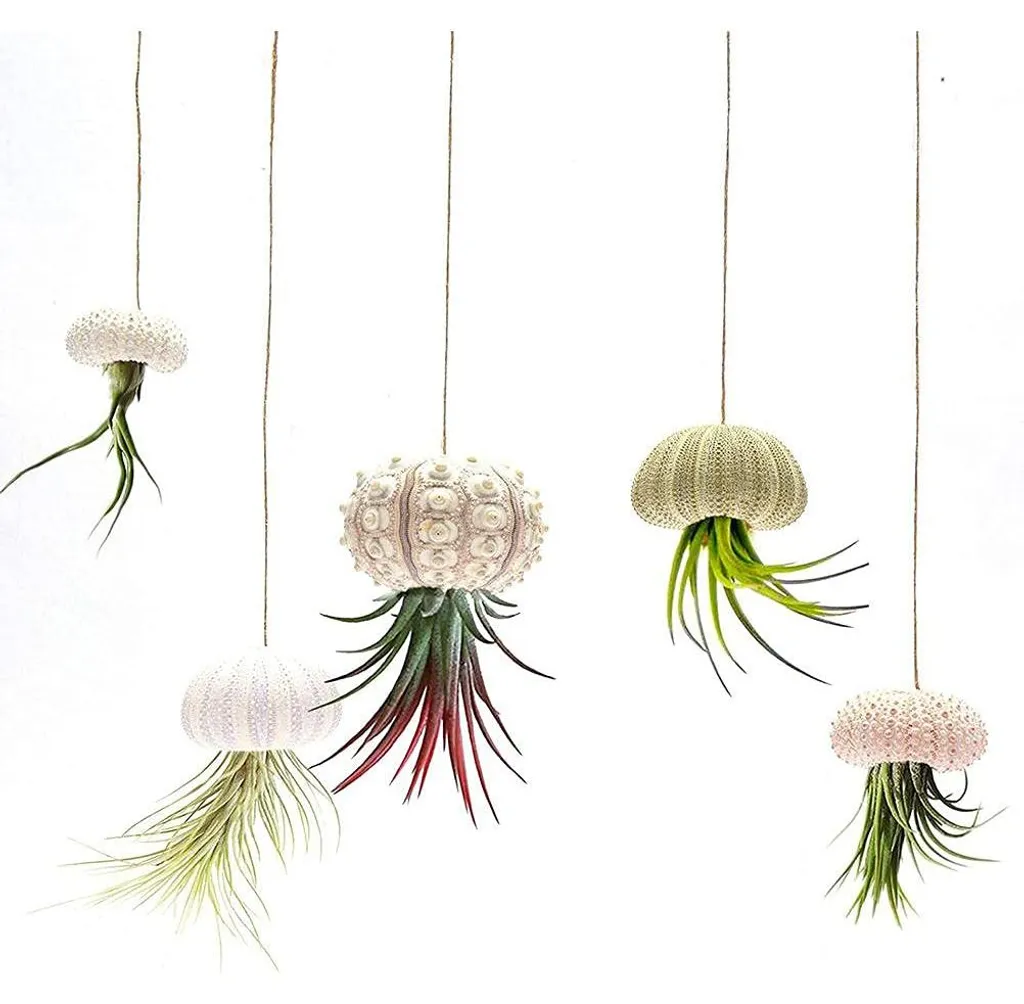 Mini jardinières suspendues en coquille d'oursin pour Tillandsia - Lot de 5